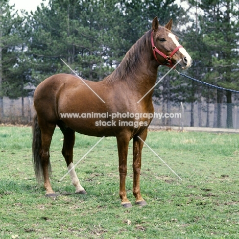 intrepido de granados, peruvian paso stallion