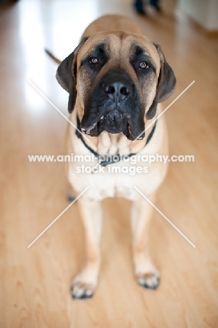 Portrait of Fawn Mastiff with drool.