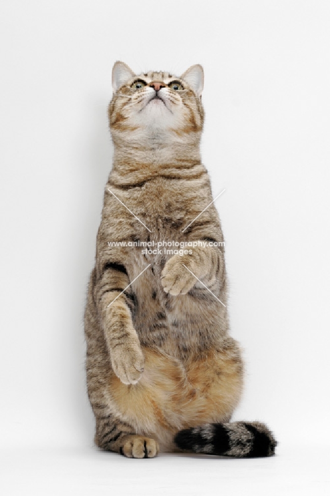 Brown Mackerel Tabby Cat, standing up