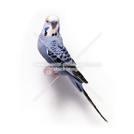 budgerigar in show pose