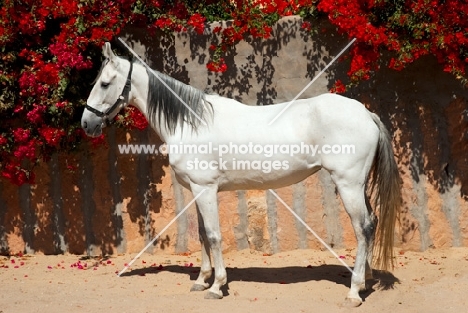 white marwari mare