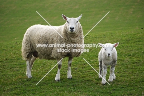 Texel cross sheep with lamb