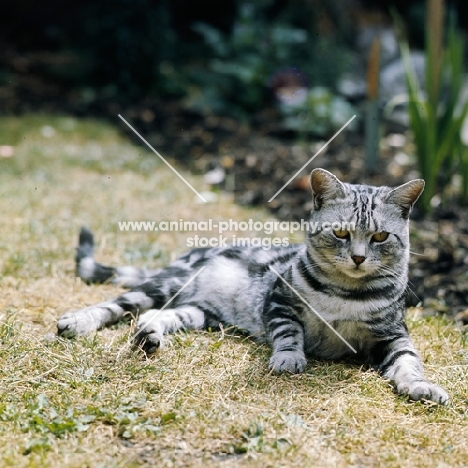ch lowenhaus fingal, silver tabby cat 