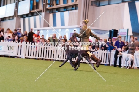 GSP "Morgan" SHCH KAVACANNE TOFF AT THE TOP JW being shown in the YKC ring at Crufts 2012