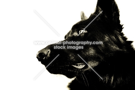 black Shepherd profile