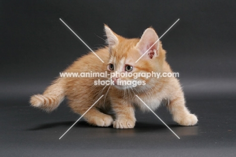 alert Red Mackerel Tabby Munchkin kitten