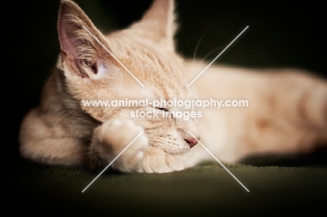 Kitten sleeping on couch