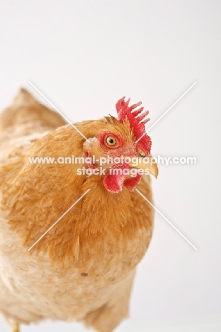 Buff Orpington hen portrait