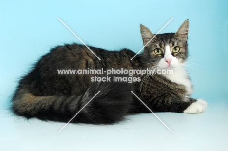 brown tabby and white norwegian forest cat