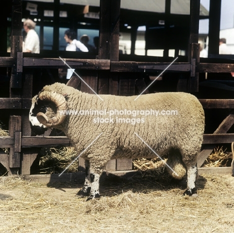 side view of lonk sheep