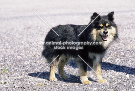 Finnish Lapphund, Suomenlapinkoira on gravel