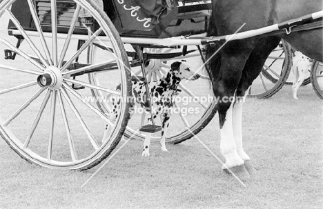 dalmatian with carriage and horse's hind legs