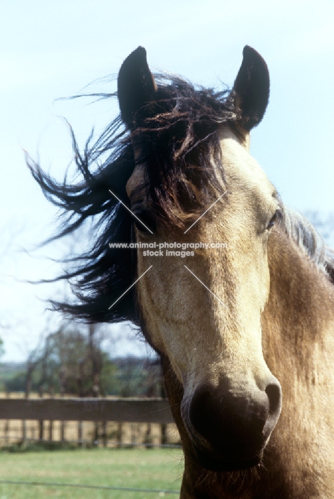 welsh cob (section d) mare portrait