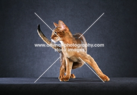 Abyssinian turning