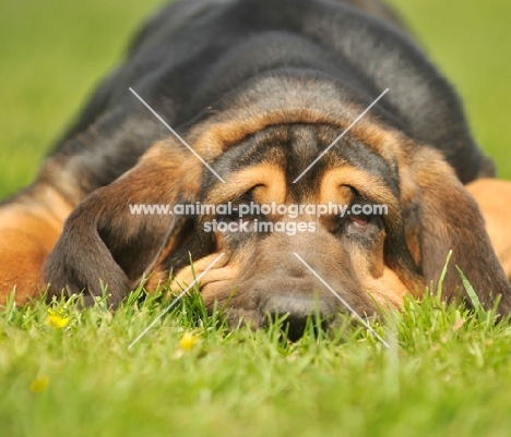young Bloodhound resting on grass