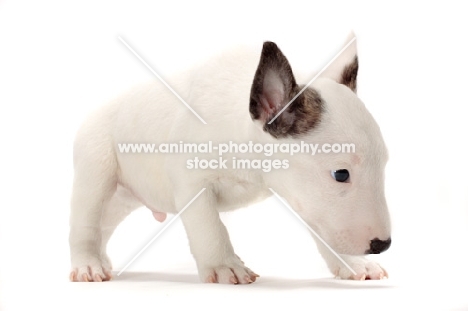 miniature Bull Terrier puppy walking on white background