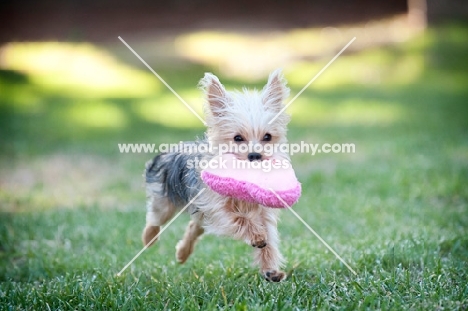 yorkshire terrier running with toy in mouth