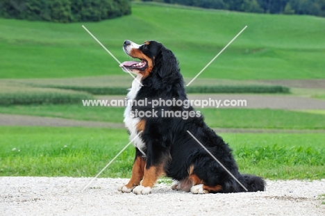 Bernese Mountain Dog sitting down, side view