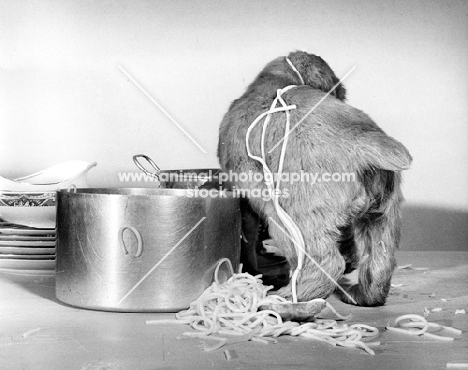 Cocker Spaniel puppy stealing spaghetti from a pan