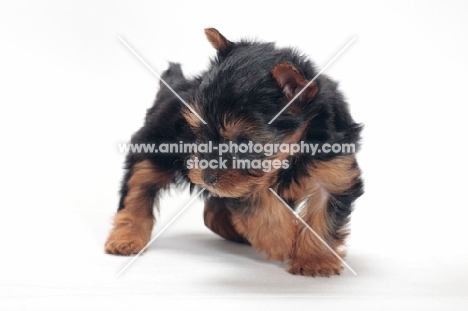 cute Yorkshire Terrier puppy, looking down