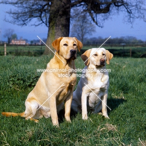 ch braeduke joyful, two labradors sitting