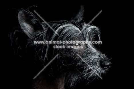 chinese crested dog, profile headshot