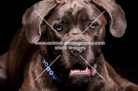 Cane Corso portrait