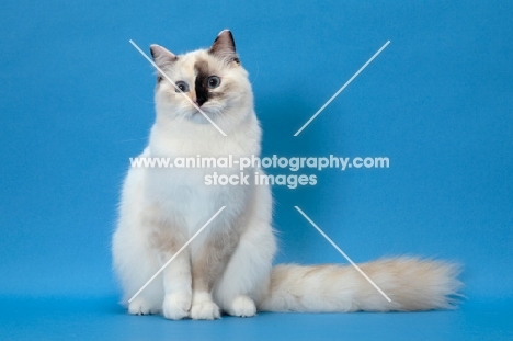 fluffy Ragdoll, Seal Tortie Point Mitted, sitting down