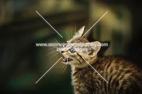 kitten hissing