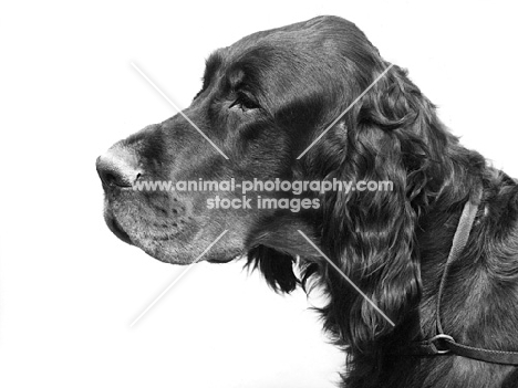 gordon setter portrait