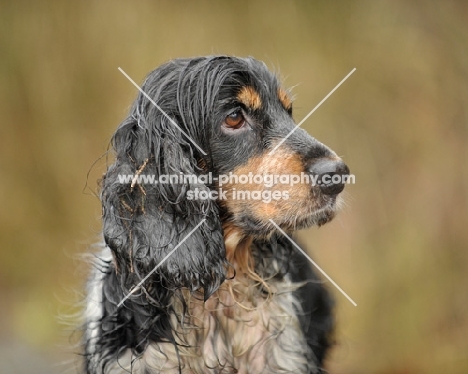 Cocker Spaniel