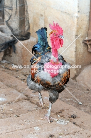 Transylvanian Naked Neck, (aka the Turken)