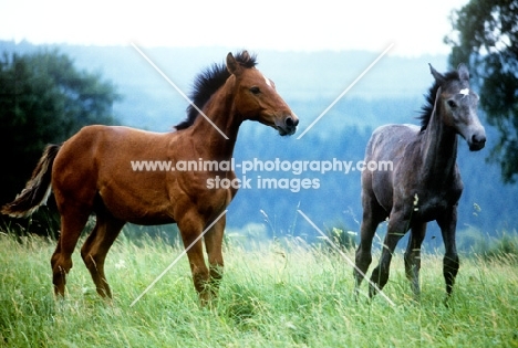 wurttemberger foals at marbach