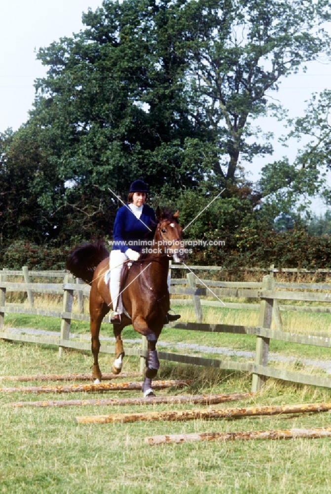 training, trotting over poles