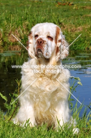 Clumber Spaniel