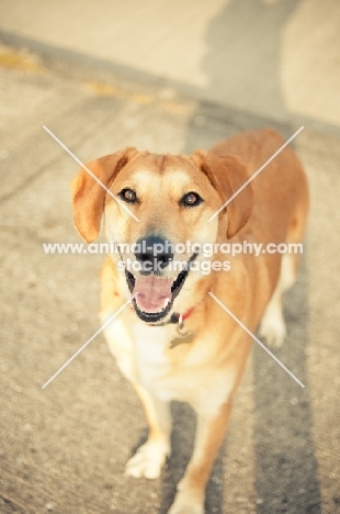 cheerful dog standing on pavement