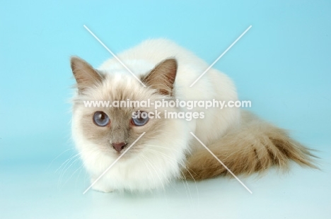 blue point birman cat on blue background