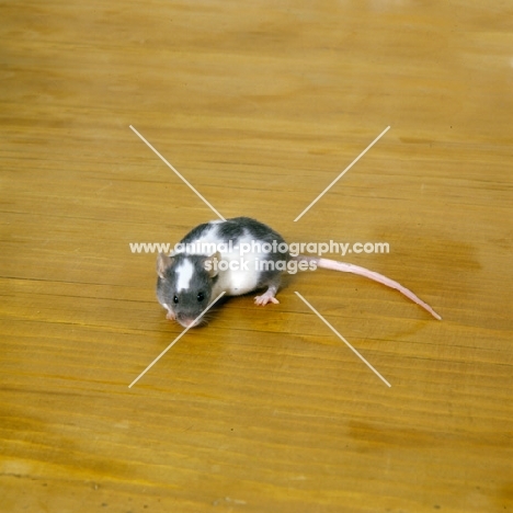 mis-marked dutch mouse, greyand white