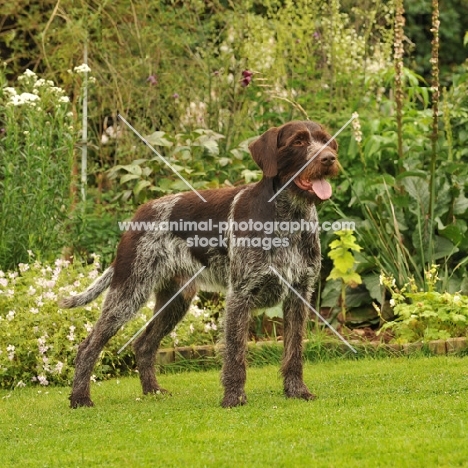 Champion German Pointer