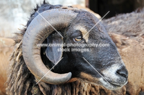 Nguni sheep