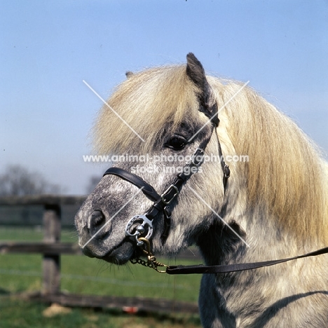 timogen of hutton, shetland pony stallion head study
