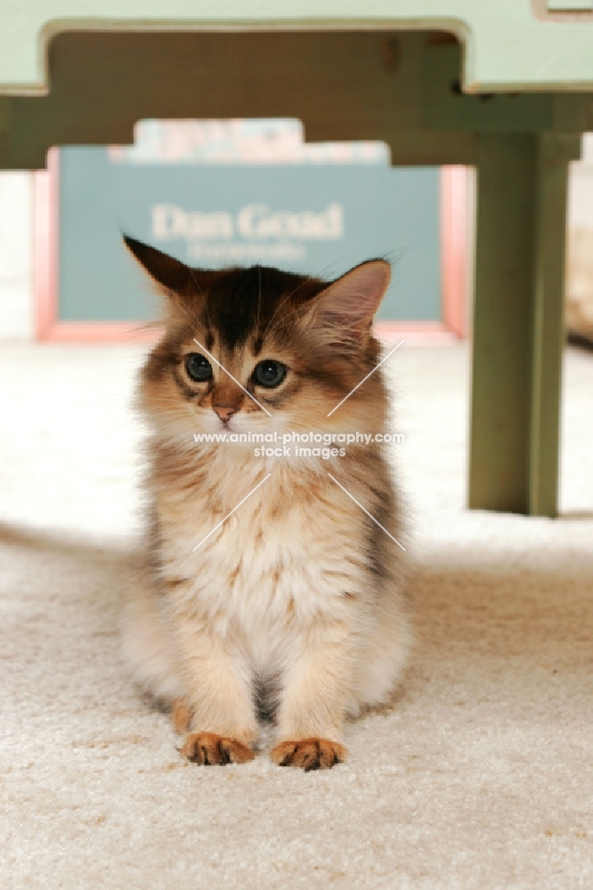 somali kitten sitting under a table