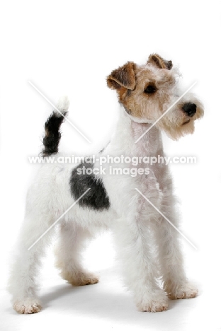 young wirehaired fox terrier