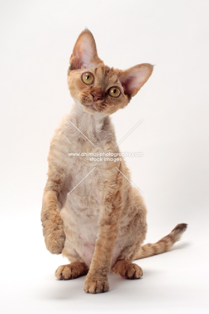 Devon Rex one leg up, chocolate mackerel torbie colour