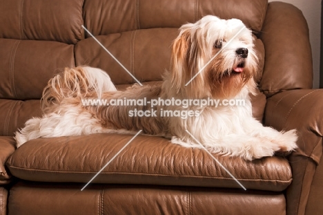 Lhasalier (Cavalier King Charles Spaniel cross Lhasa Apso Hybrid Dog) on leather sofa