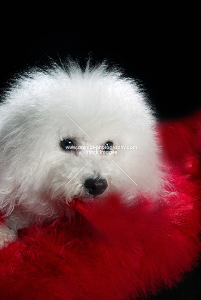 bichon frise lying on red blanket