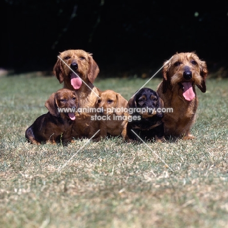 wire haired dachshund, ch lieblings joker in the pack, rt, & ch lieblings bound for fortune with their puppies
