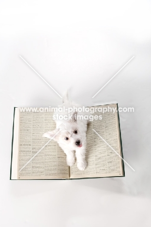 mongrel puppy lying on book