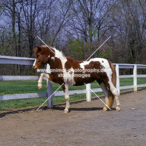 Falabella pony pawing at fence