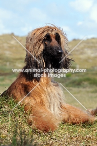 Afghan Hound lying down